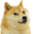 :doge: