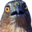 :hawkward: